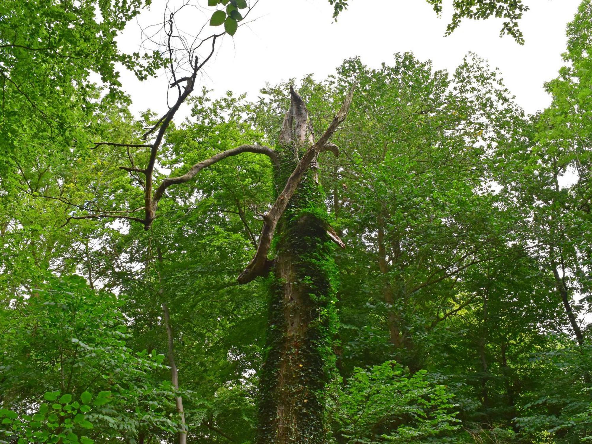 Ferienwohnung Im Gutshaus Alt Krassow Inmitten Der Natur Lalendorf ภายนอก รูปภาพ